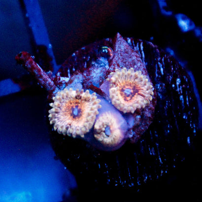 JC Neptunes Bounty Zoanthid