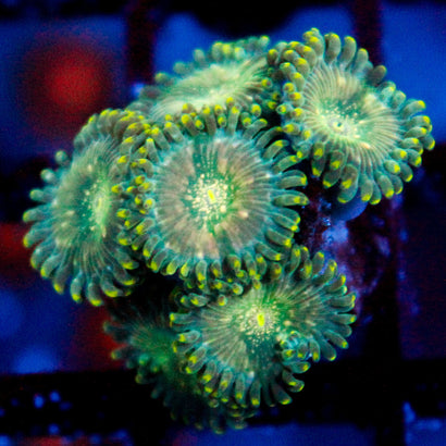 JC Utter Blue Razz Zoanthid