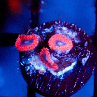 JC Typhloshion Zoanthid