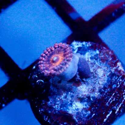 JC Amber Bliss Zoanthid