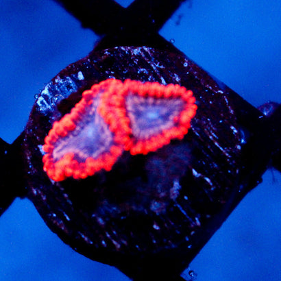 JC Utter Typhloshion Zoanthid