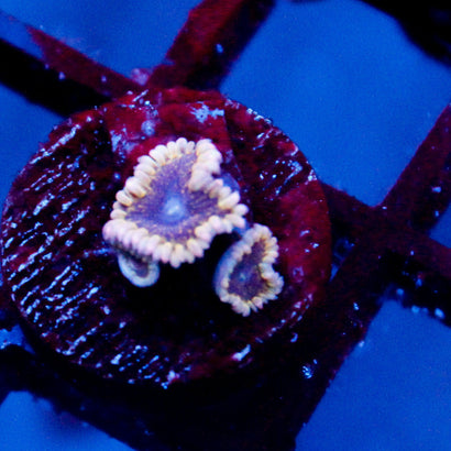 JC Mesosphere Zoanthid