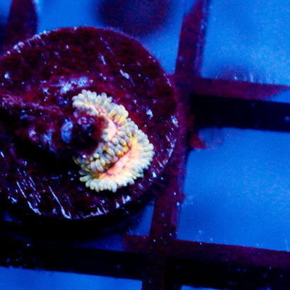 JC Blue Seam Zoanthid