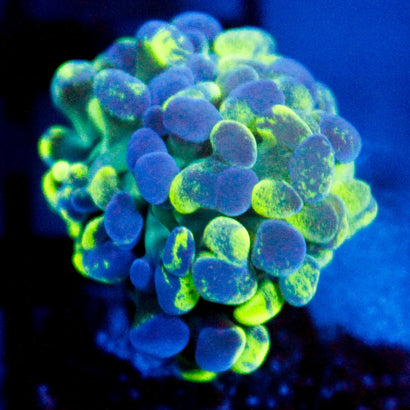 JC Ultra Splatter Hammer