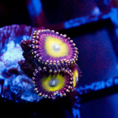 JC Hypnotoad Zoanthid