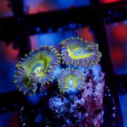 JC Jazzed Up Zoanthids