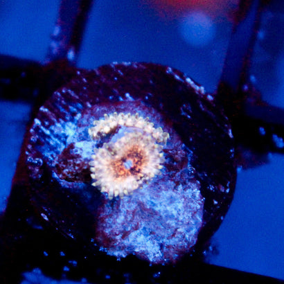 JC Neptunes Bounty Zoanthid