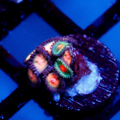 JC Peach Bellini+ Alien Blood Zoanthid