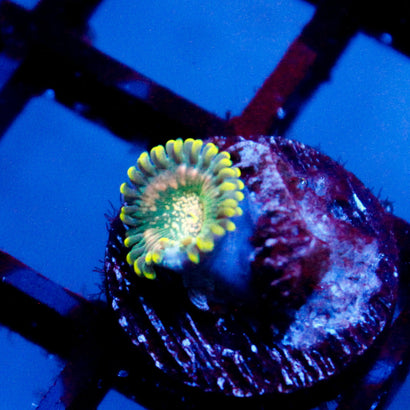 JC Utter Blue Razz Zoanthid