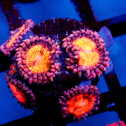 JC speckled Kraze Zoanthid