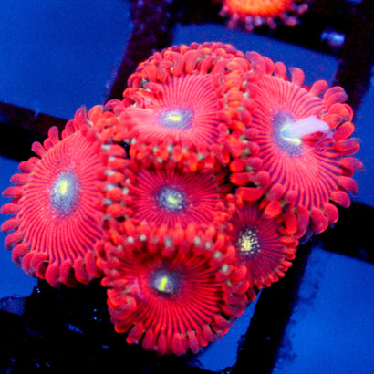 JC Magicians Zoanthid