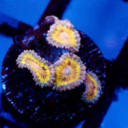 JC Stratocaster Zoanthid