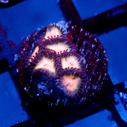 JC Peach Bellini Zoanthid