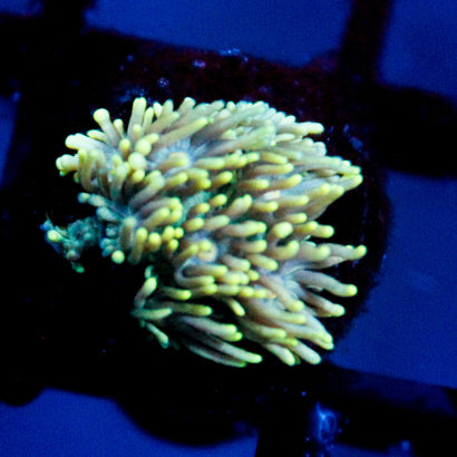 JC Lime Light Goni