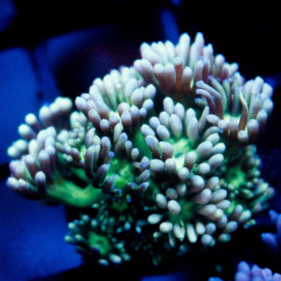 JC whacky green goni