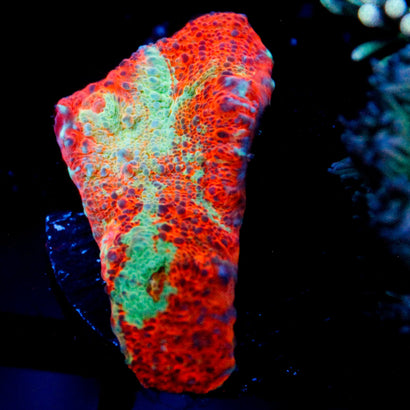 JC Cheetos Finger Chalice