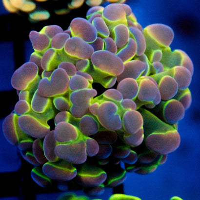 JC Ultra Hologram Hammer