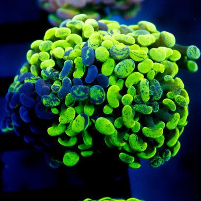 JC Bicolor Splatter Hammer