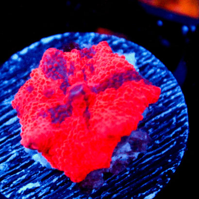 JC Ultra Deadpool Mushroom