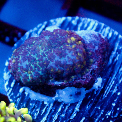 JC Slightly Radioactive Rhodactis