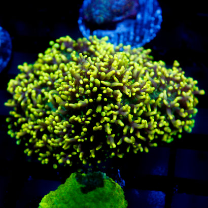 JC GSP