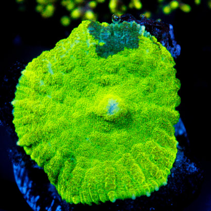 JC Ultra Kryptonite Mushroom