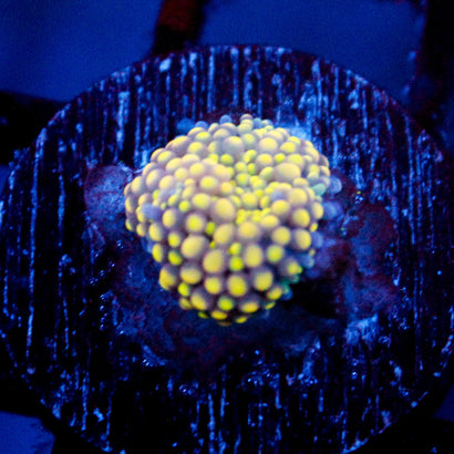 JC Yellow Buzz Ricordea