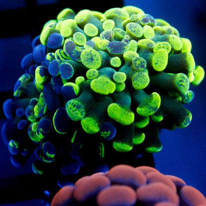 JC Ultra Bicolor Splatter