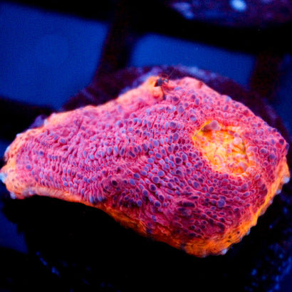 JC Grape Inferno Rainbow Chalice