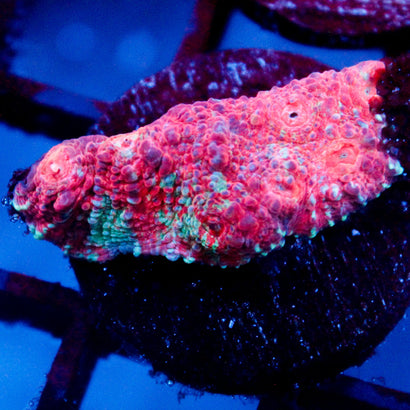 JC Blue Creep Chalice