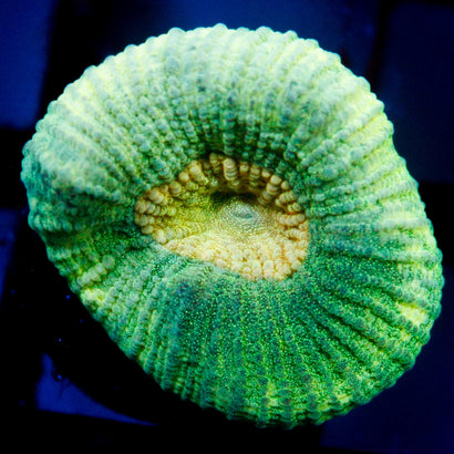JC Neon Green Favia