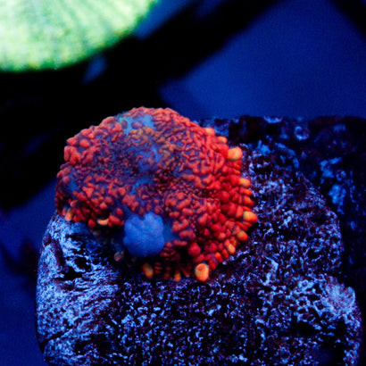 JC Red Rise Rhodactis Mushroom