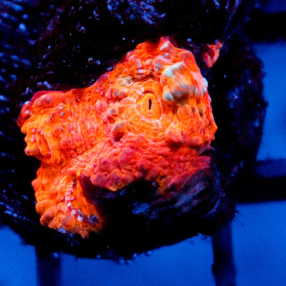 JC Citrus Dream chalice