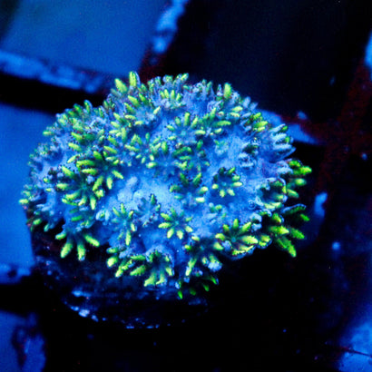 JC Sympodium Coral
