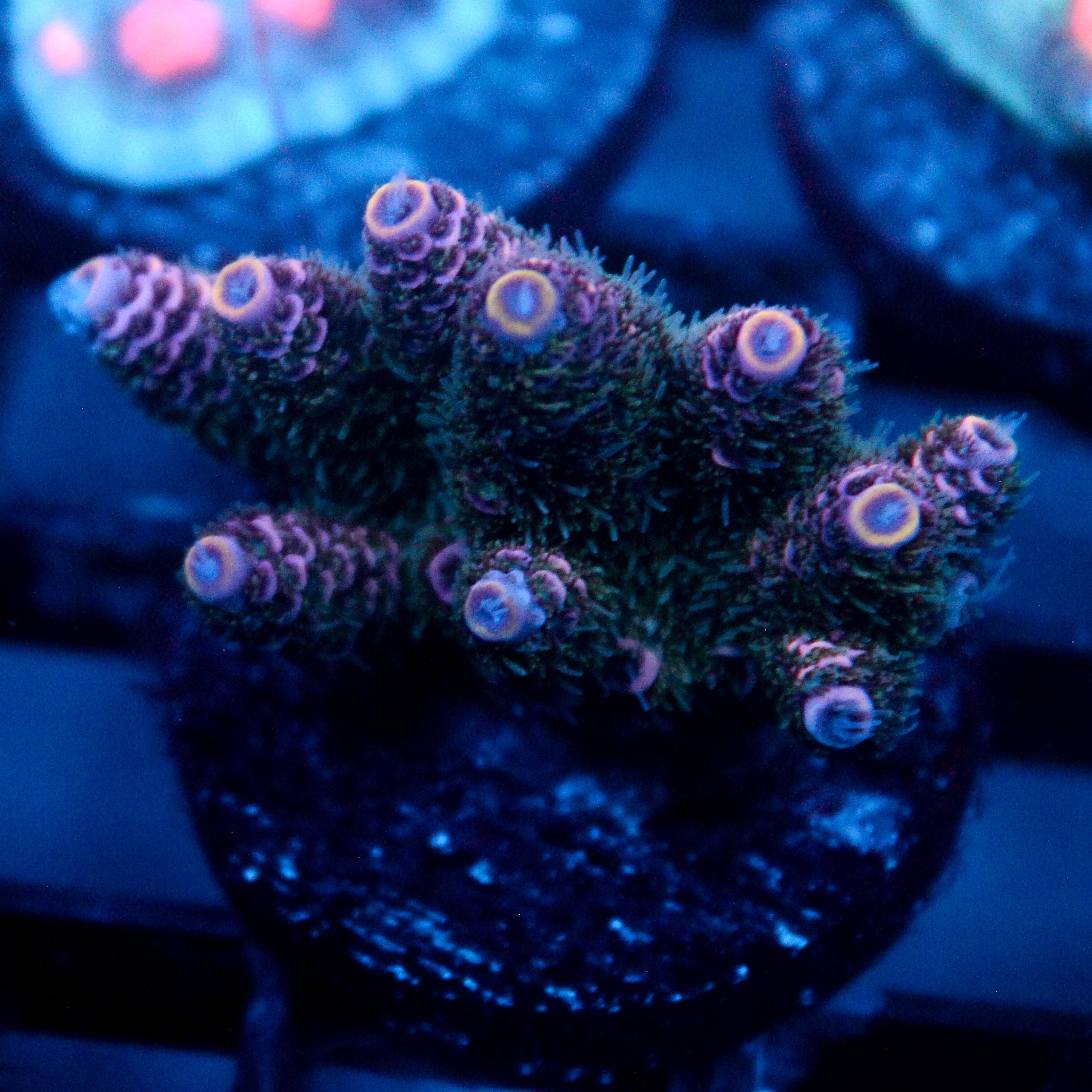 JC Royal Grass Acro