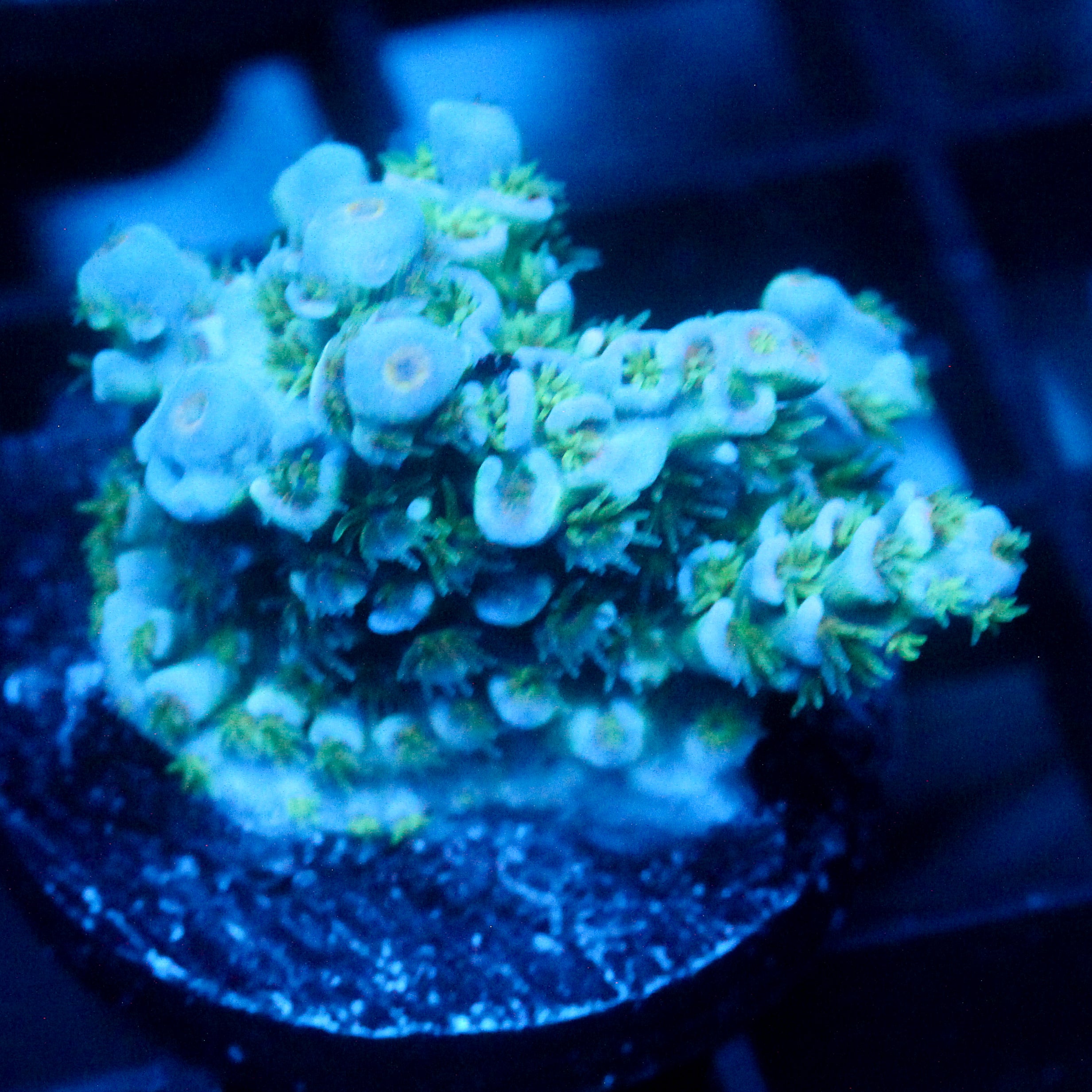 JC Green Demon Acro