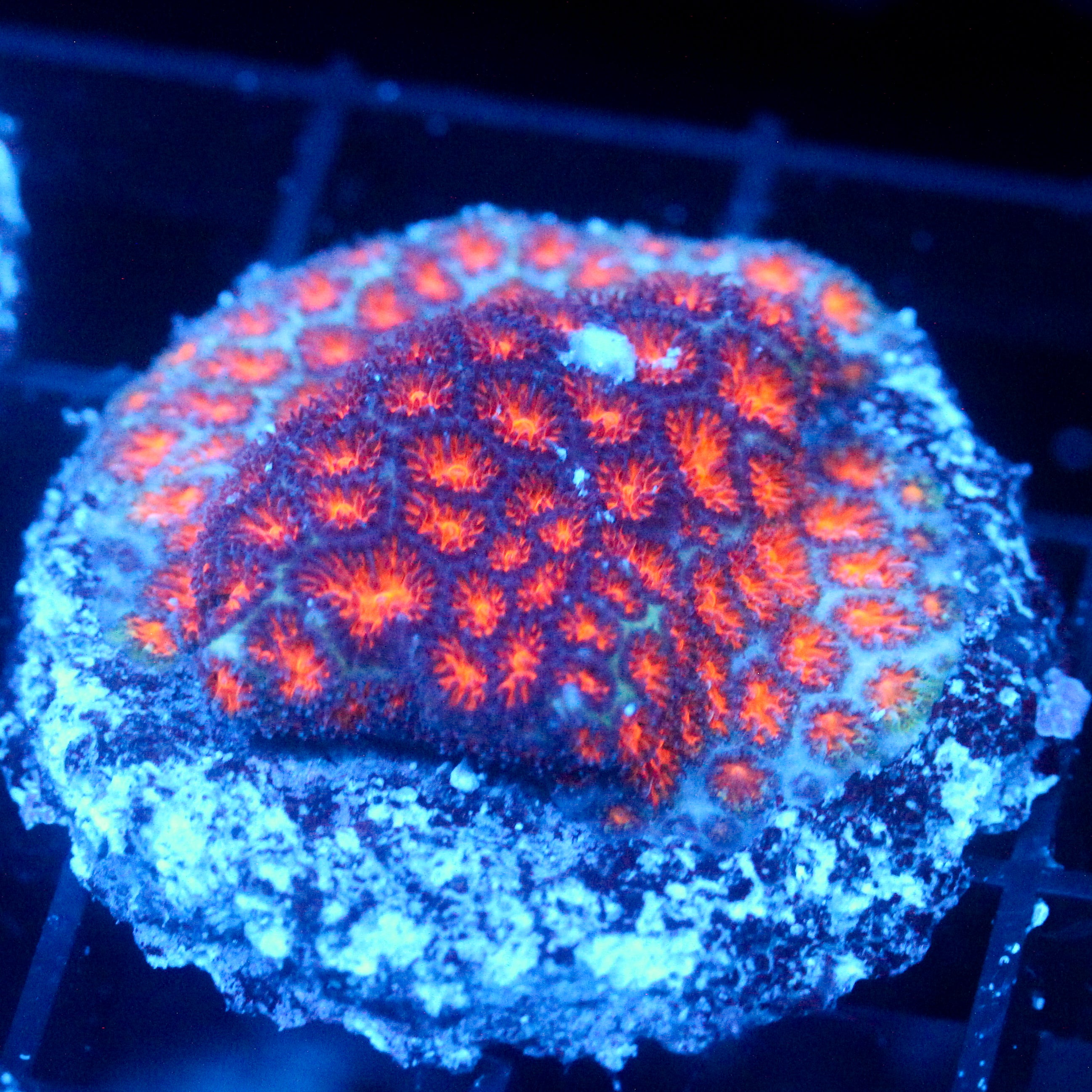 JC Biota Sunrise Something Leptastrea