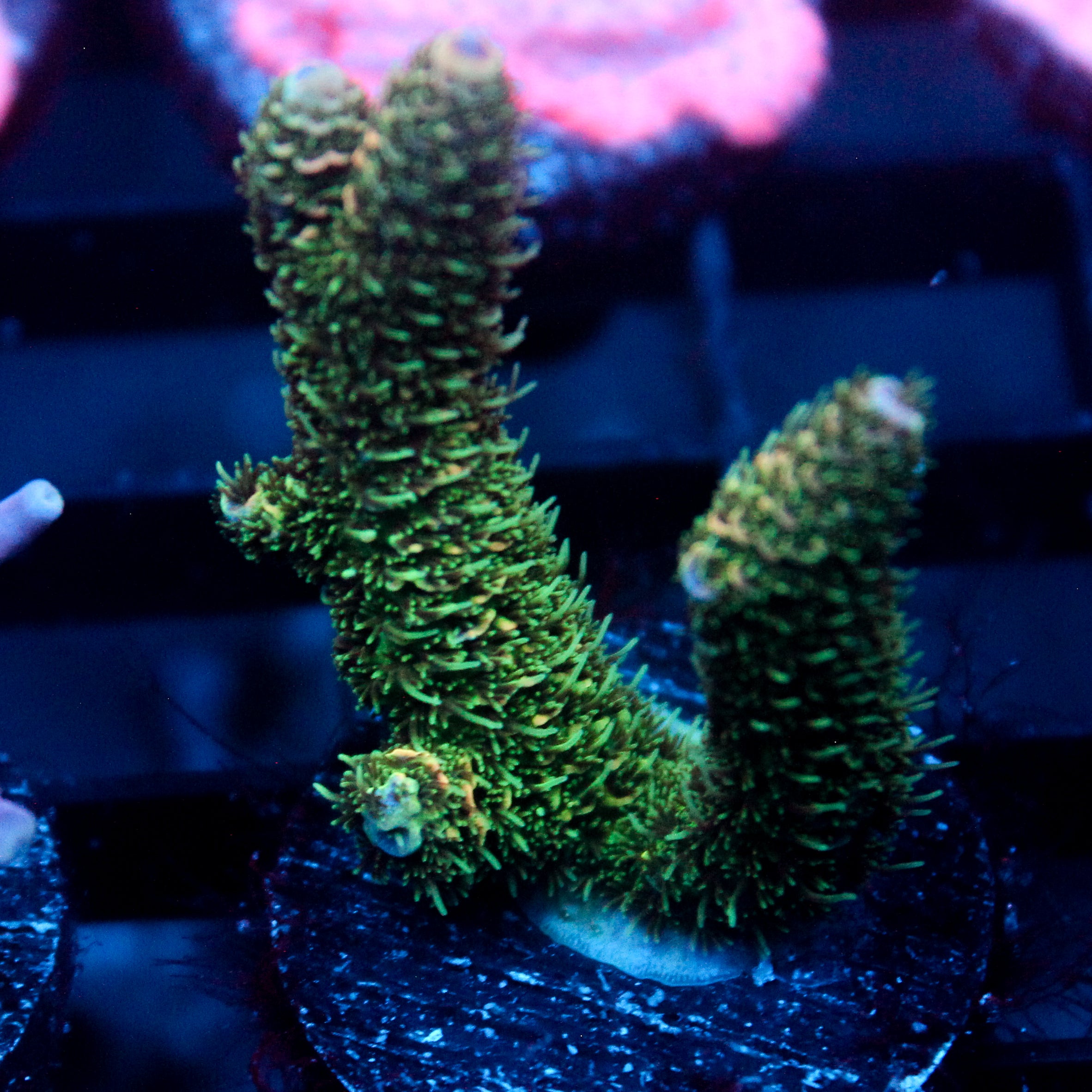 JC Green Mane Acro