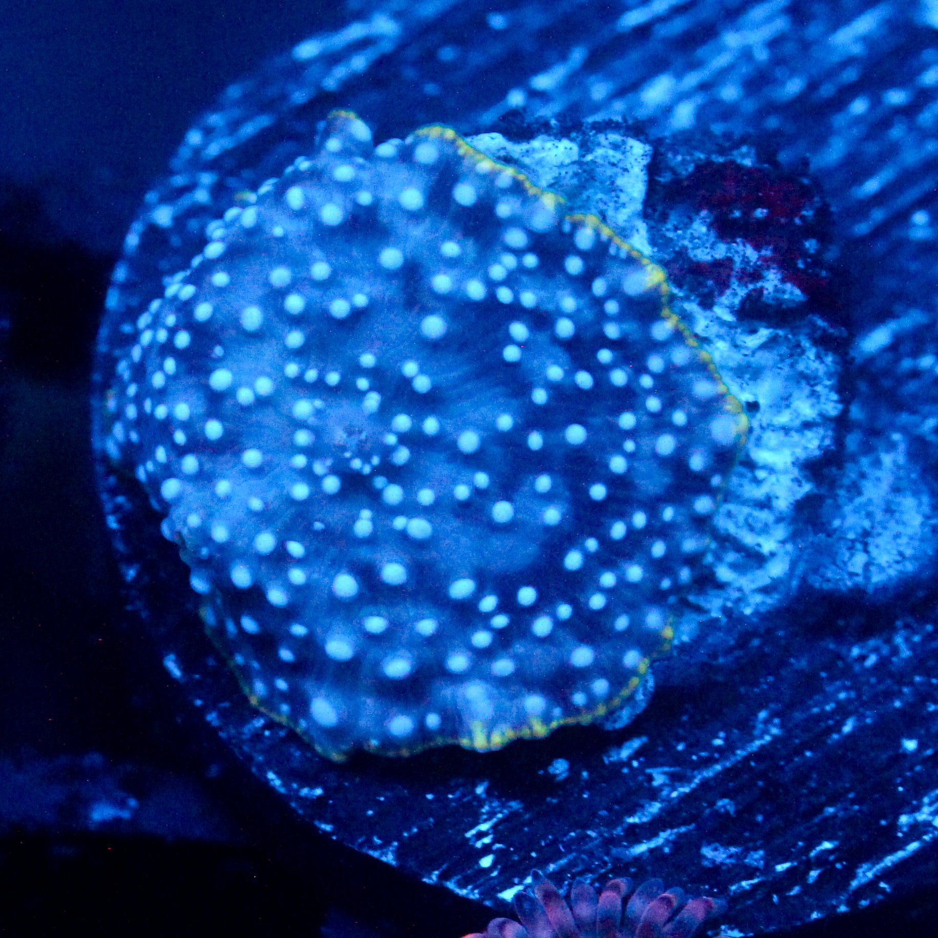 JC Blue Dots Discosoma