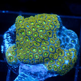 JC Biota Gem Show Leptastrea
