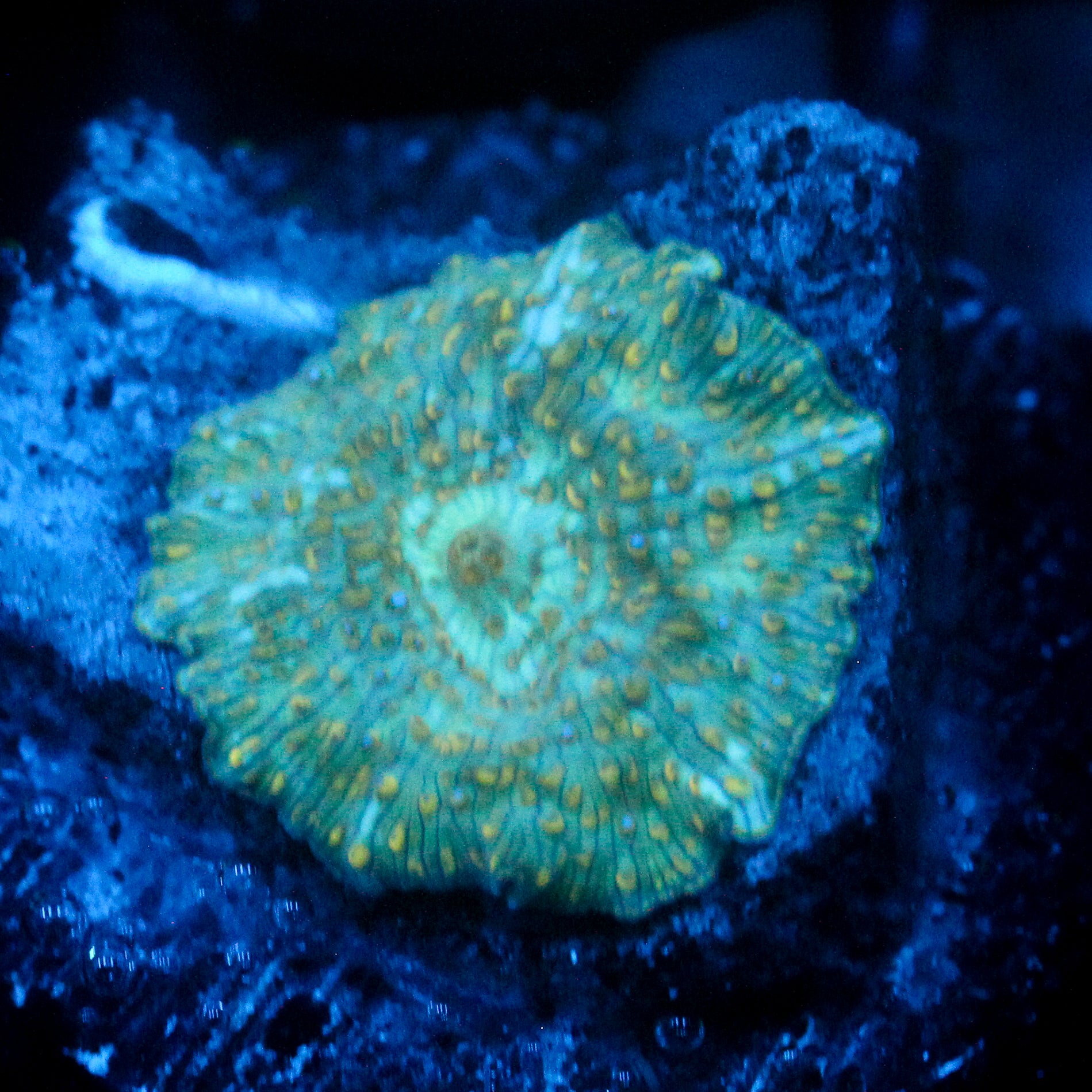 JC Firefly Discosoma