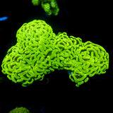 JC Neon Green Wall Hammer
