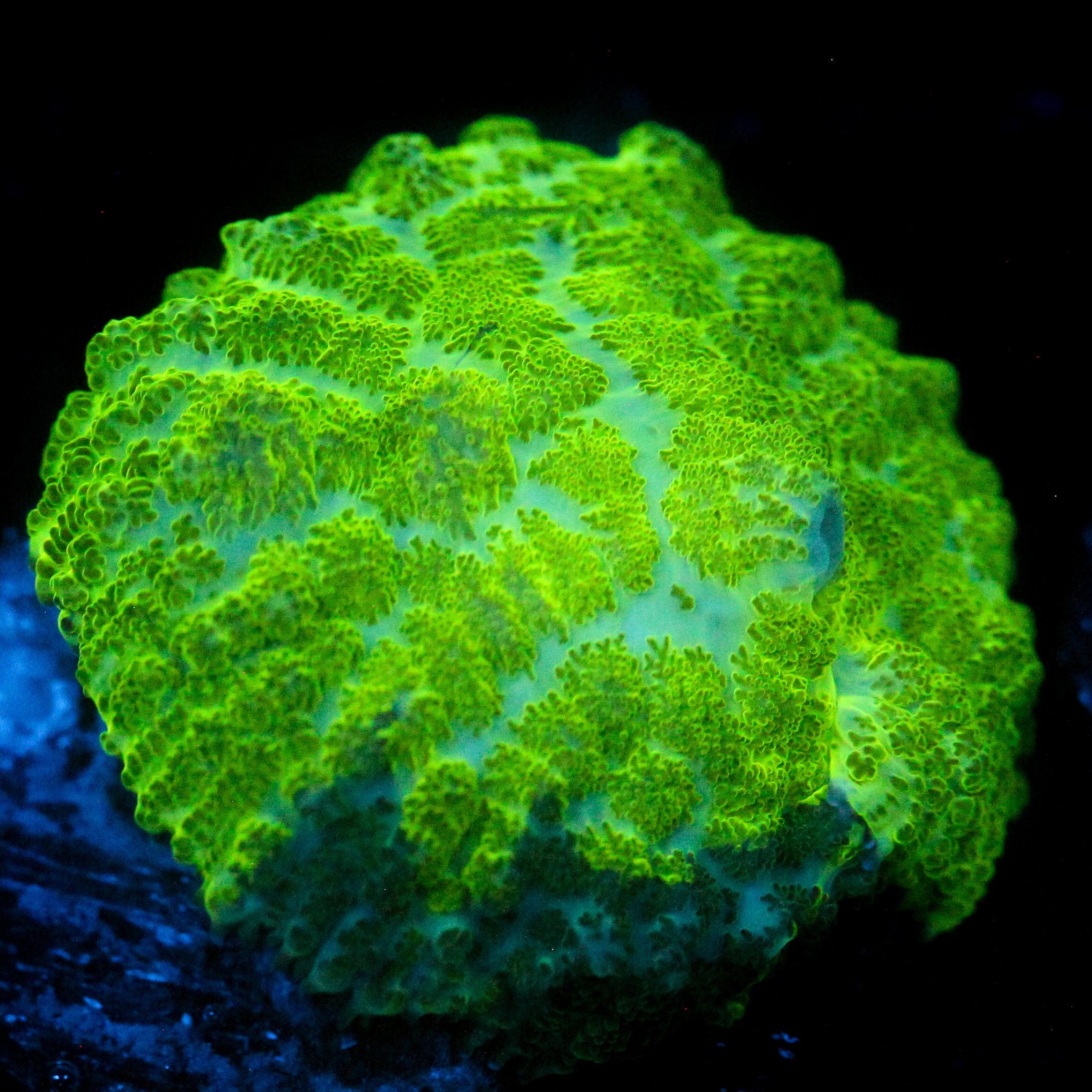 JC Kryptonite Rhodactis