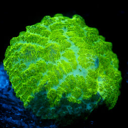 JC Kryptonite Rhodactis