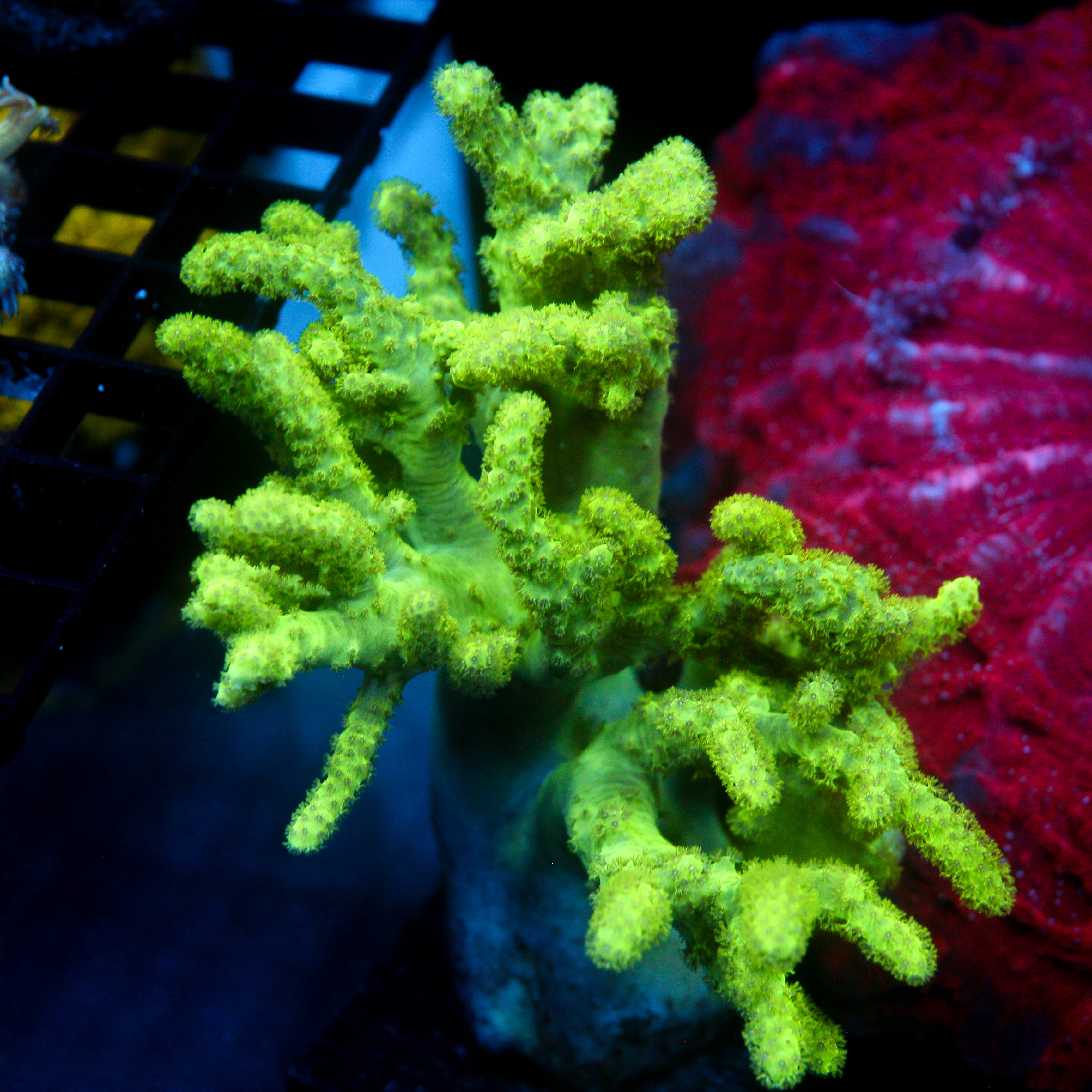 JC Neon Green Sinularia LG