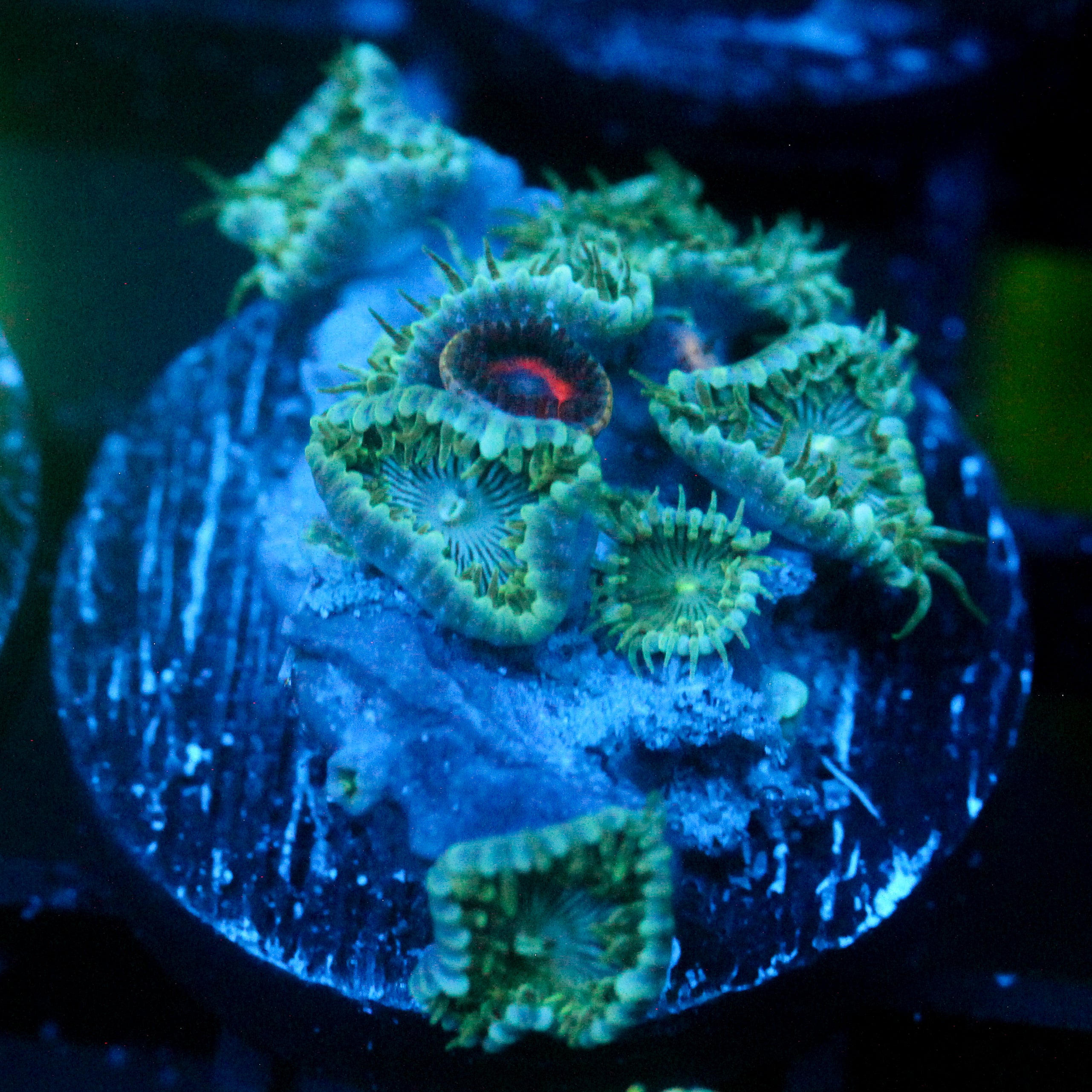 JC Minty Palythoa Mix