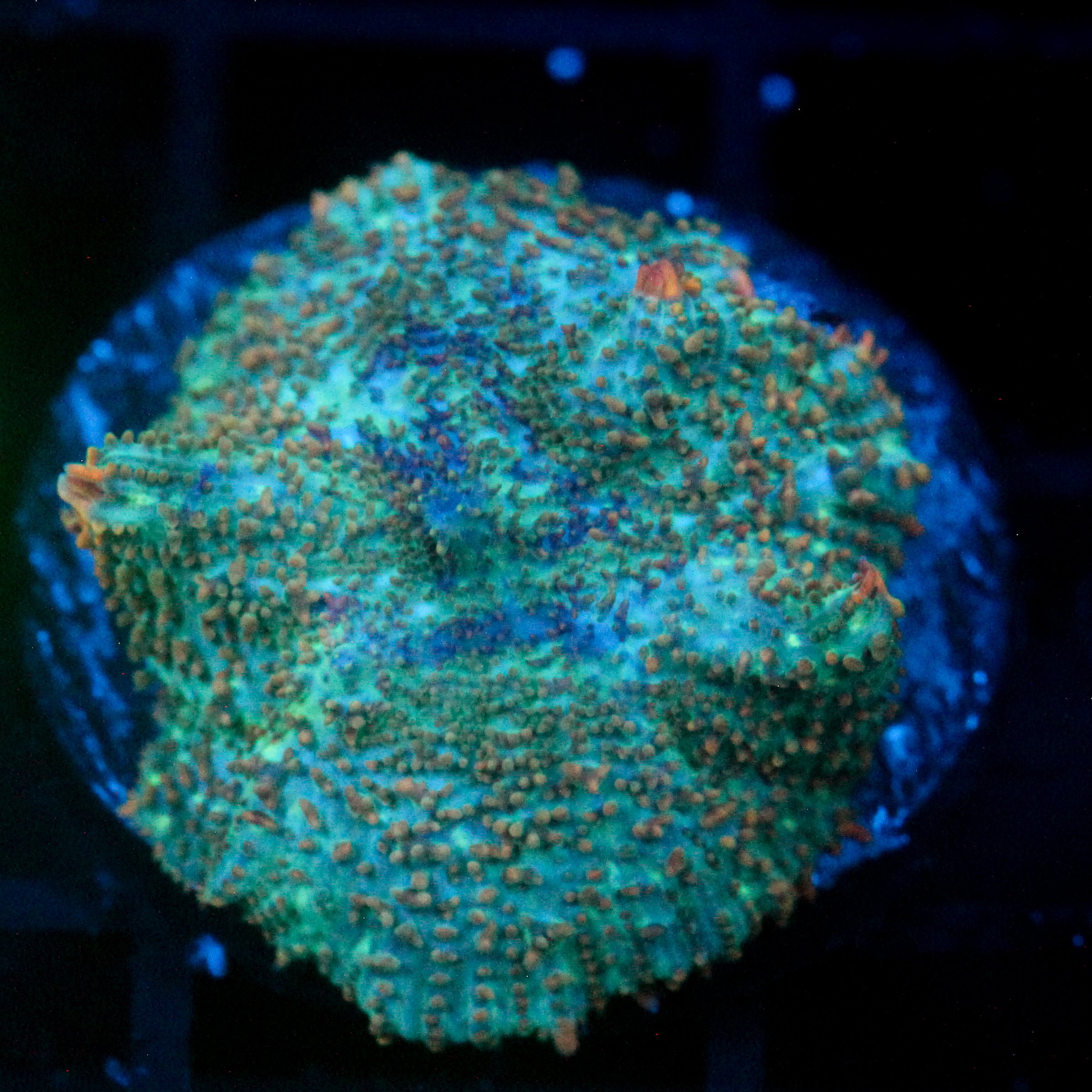 JC Cuprum Calamity Rhodactis