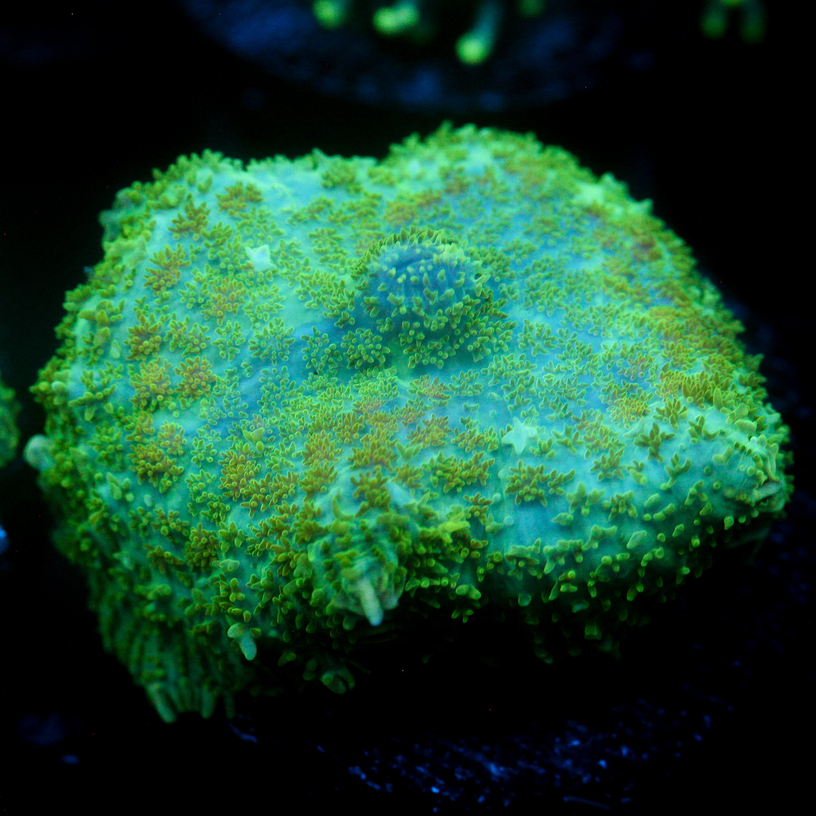 JC Lush Biome Rhodactis