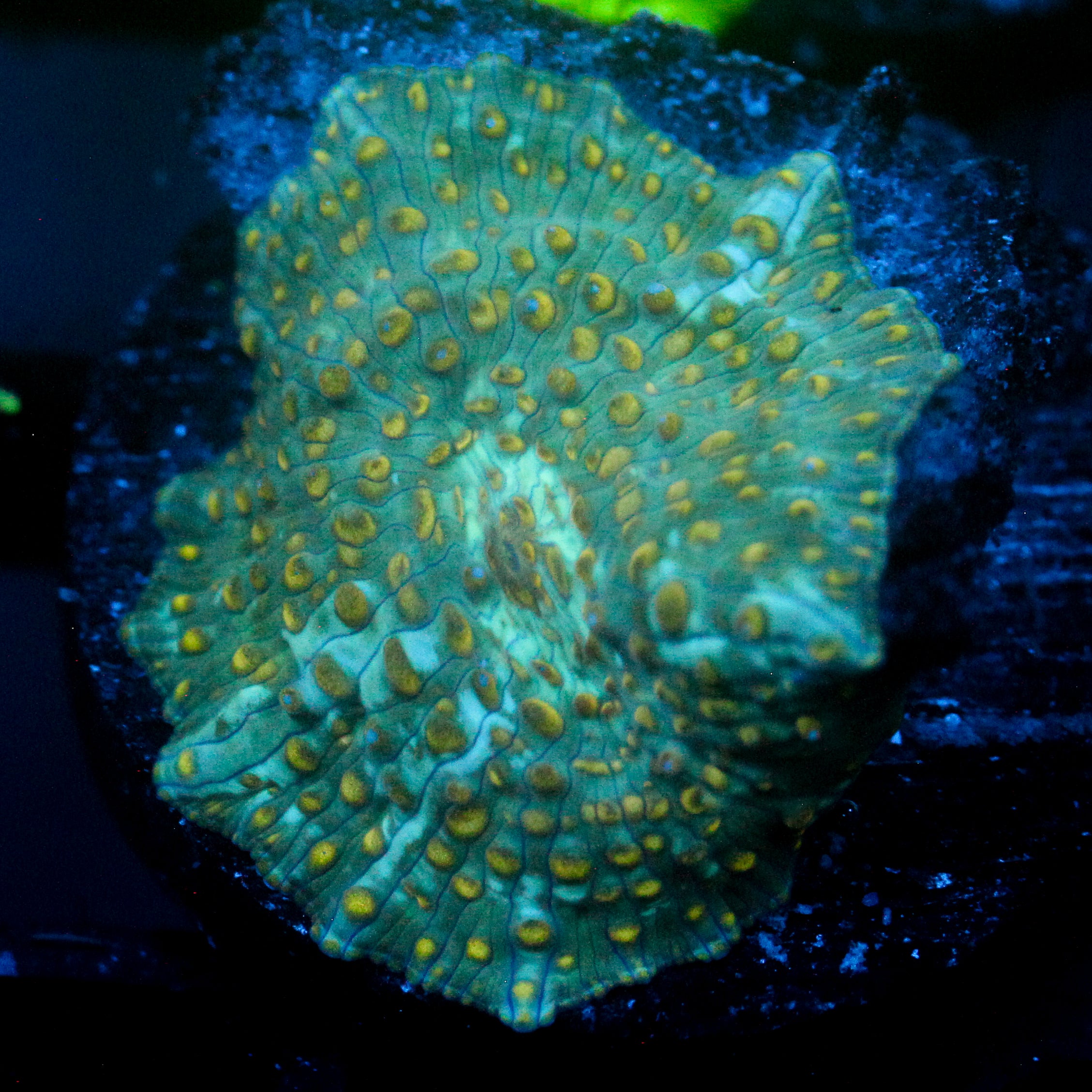 JC Firefly Discosoma