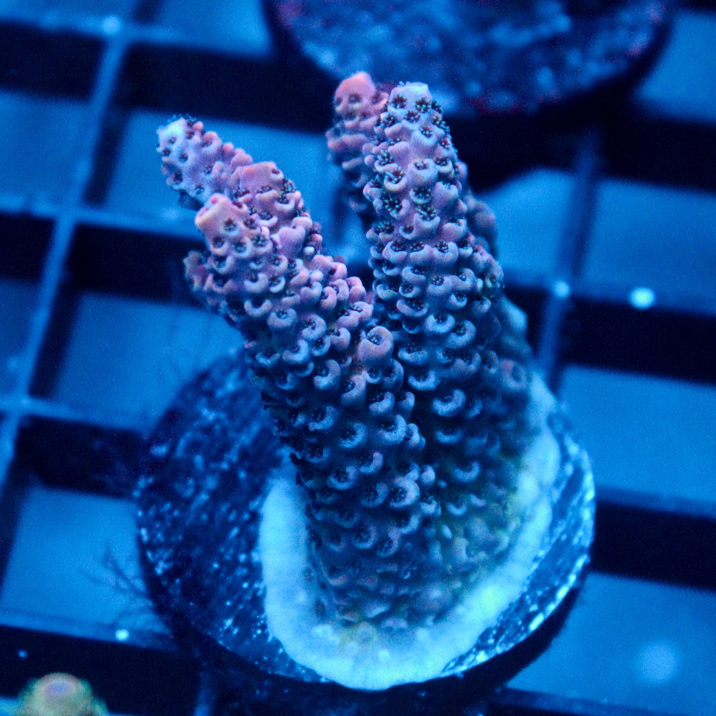 JC Purple Flux Acro